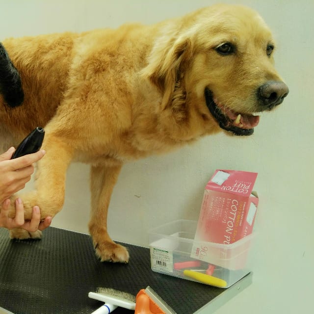 A golden retriever being trimmed on the grooming table