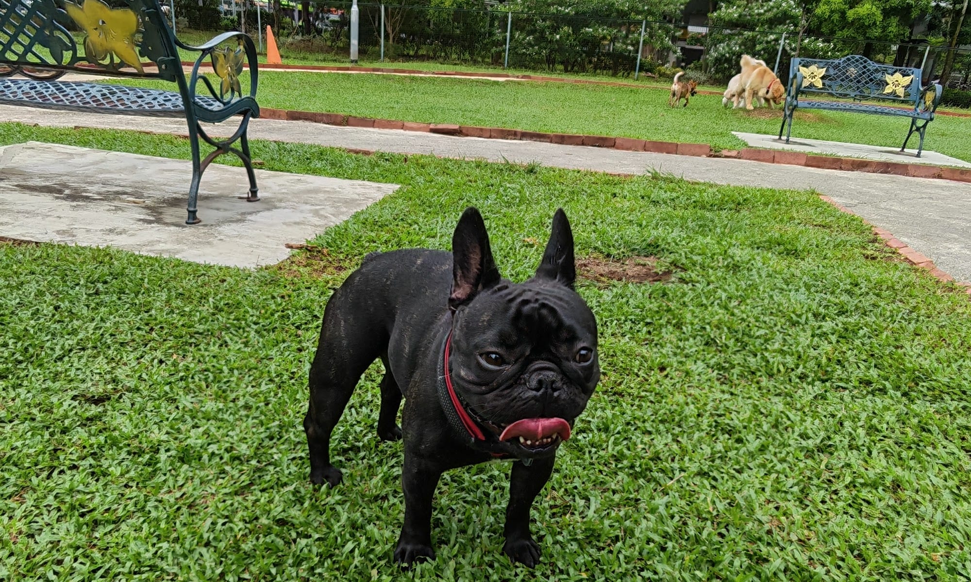 A French bulldog standing on the lawn, waiting for a command