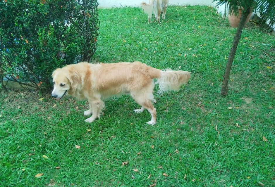 A golden retriever on the grass front yard