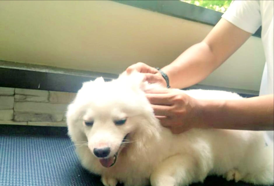 A white dog being brushed