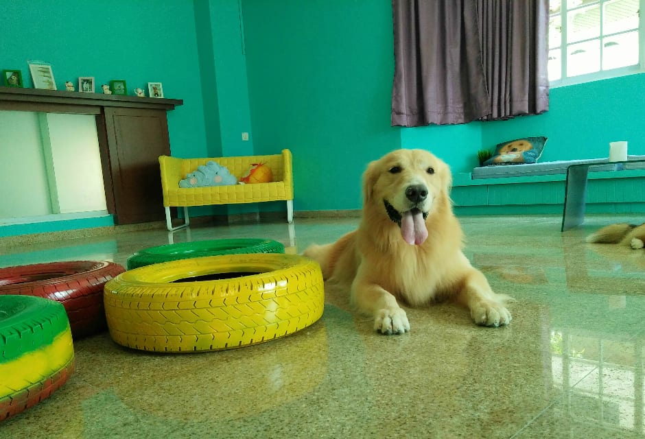 A golden retriever resting in the cool play room