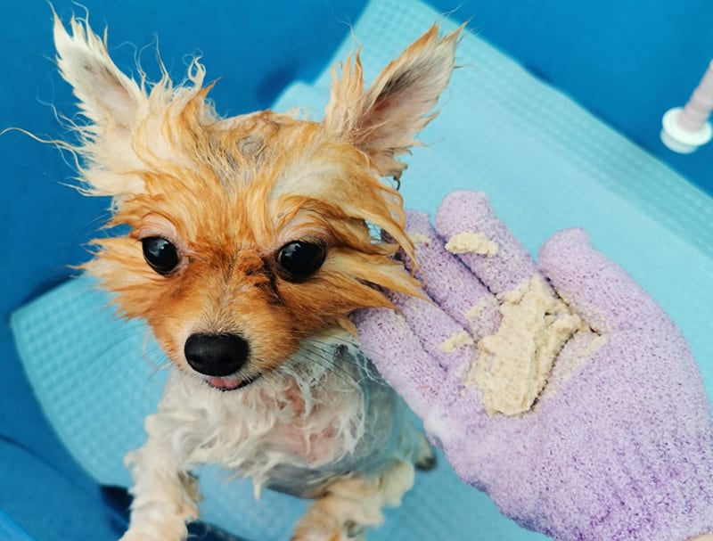 A Pomeranian being bathed with a grooming mitt