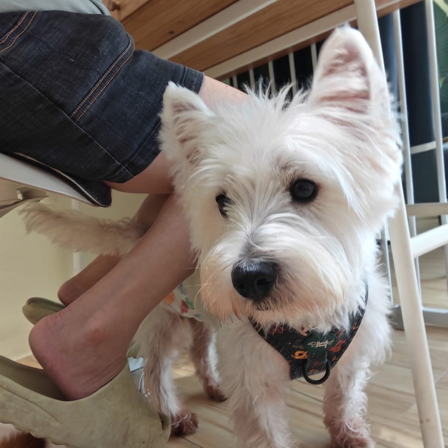 A West Highland terrier